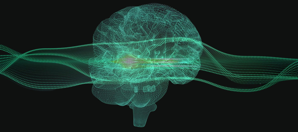 Human brain